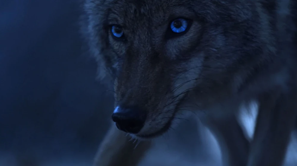 coyote in the night
